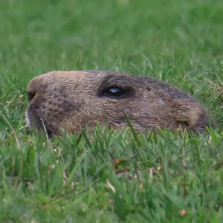 Pirineos En Casa 2 公寓 *